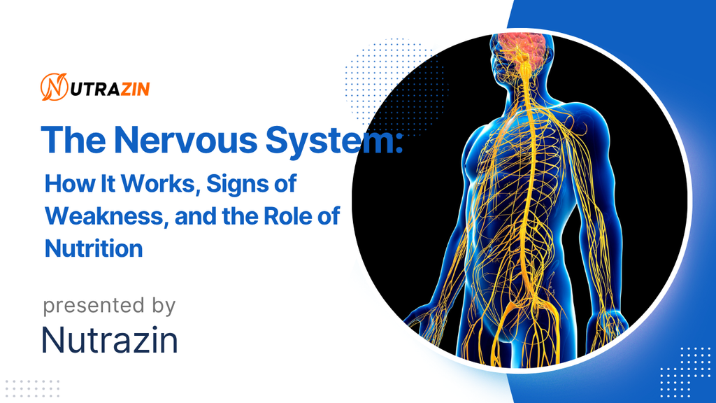 Understanding the Nervous System & How Omega-3 Strengthens Brain and Nerve Health