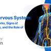Understanding the Nervous System & How Omega-3 Strengthens Brain and Nerve Health